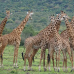 Ultimate Travel Guide to Exploring the Wild Heart of Uganda