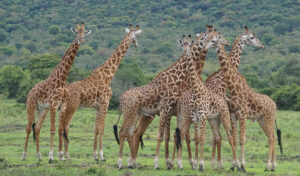 Ultimate Travel Guide to Exploring the Wild Heart of Uganda for an Unforgettable Safari Experience