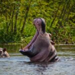 Ultimate Travel Guide to Journey Through Uganda’s National Parks