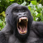 Ultimate Uganda Safari Adventures