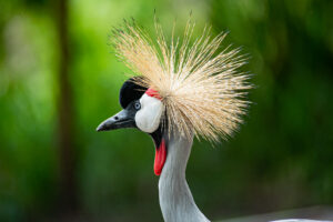 Umusambi Village | Rwanda’s Haven for Rescued Cranes and Nature Lovers