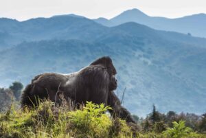 Volcanoes National Park: Home of the Mountain Gorillas