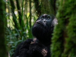 Volcanoes-National-Park-Rwanda-1