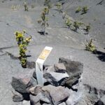 Remarkable Rwanda Safari Tours | Explore the Wild Beauty of the Land of a Thousand Hills