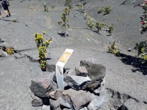 Remarkable Rwanda Safari Tours | Explore the Wild Beauty of the Land of a Thousand Hills