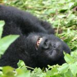 Are Gorilla Safaris Safe?