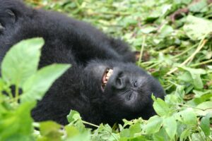Are Gorilla Safaris Safe?