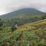 Safaris to Volcanoes National Park Rwanda