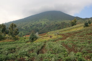 Safaris to Volcanoes National Park Rwanda