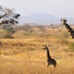Walking Safaris in Ruaha National Park