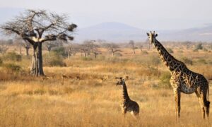 Walking Safaris in Ruaha National Park