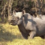 Walking with Rhinos in Uganda’s Ziwa Sanctuary