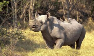 Walking with Rhinos in Uganda’s Ziwa Sanctuary
