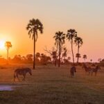 What Makes Africa’s Wildlife So Magnetic