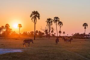 What Makes Africa’s Wildlife So Magnetic