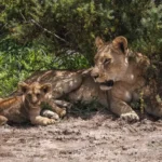 Why Kenya Is Africa’s Most Photogenic Destination