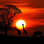 Why Safari Sunsets Make the Best Photography Moments