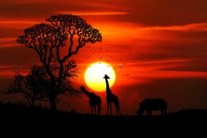 Why Safari Sunsets Make the Best Photography Moments