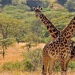 Why Uganda Is Africa’s Best Kept Safari Secret