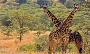 Why Uganda Is Africa’s Best Kept Safari Secret