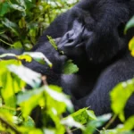 Why You Should Visit Mgahinga Gorilla National Park
