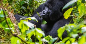 Why You Should Visit Mgahinga Gorilla National Park