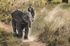 Wildlife In Serengeti