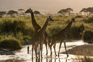 Wildlife In Serengeti7