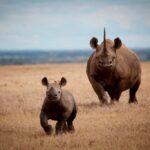 Wildlife Portraits: How to Photograph the Big 5