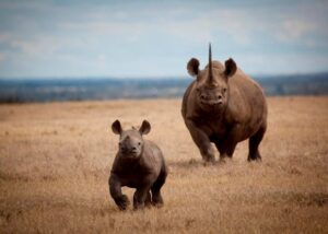 Wildlife Portraits: How to Photograph the Big 5