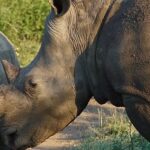 Big 5 Experience in Kenya – Wildlife Viewing Safari