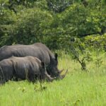Rhino Tracking in Uganda – Ziwa Rhino Sanctuary Experience