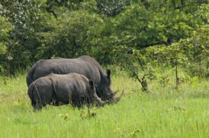 Rhino Tracking in Uganda – Ziwa Rhino Sanctuary Experience