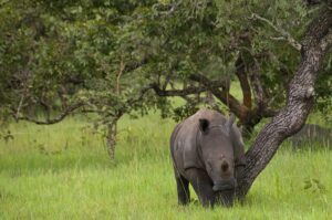 Ziwa rhino sanctuary2
