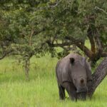 Best Place to See Lions in Uganda