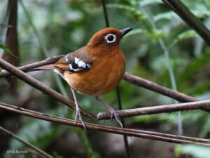 Birding in Bwindi Impenetrable National Park – Uganda’s Avian Paradise