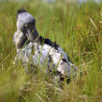Birding the Wetland of Mabamba Bay – Uganda’s Shoebill Sanctuary