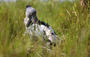 Birding the Wetland of Mabamba Bay – Uganda’s Shoebill Sanctuary