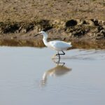 5 Best Bird Watching Spots in Rwanda