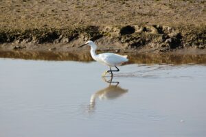 5 Best Bird Watching Spots in Rwanda