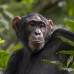 Chimpanzee Trekking in Rwanda