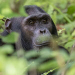 Trekking Chimpanzees in Rwanda vs Uganda