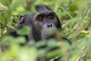 Trekking Chimpanzees in Rwanda vs Uganda