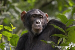 chimp