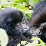 Ellen DeGeneres Campus of the Dian Fossey Gorilla Fund