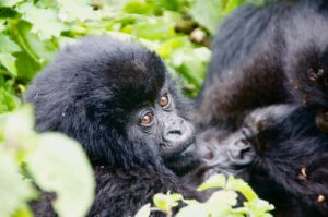 Ellen DeGeneres Campus of the Dian Fossey Gorilla Fund