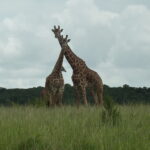 Rwanda Listed on TripSavvy’s Top Places to Go in 2025 – The Rise of Africa’s Premier Eco-Tourism Gem