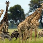 Best Safari in Africa – Top Destinations For First-Timers