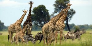 Best Safari in Africa – Top Destinations For First-Timers