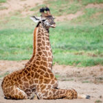 Common Concerns Regarding Safaris to Uganda